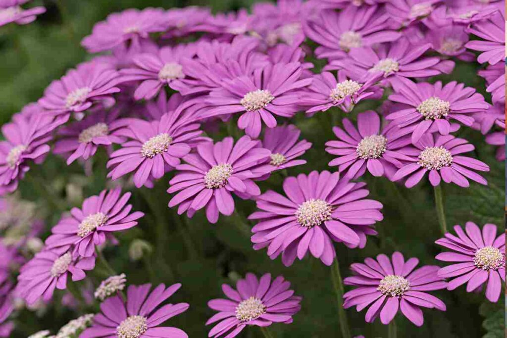 cineraria